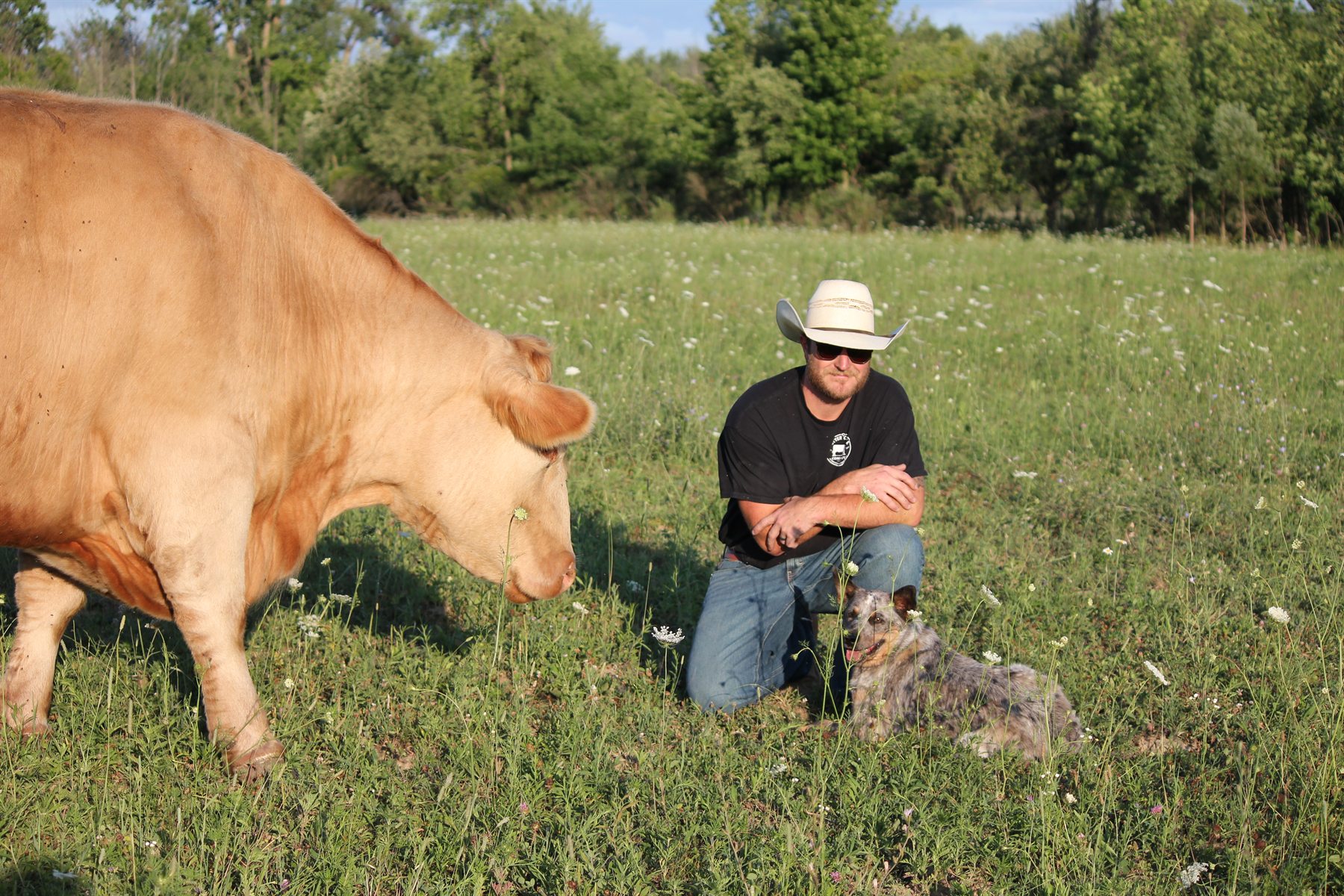 Cattle grazing beside a local farmer and farm dog in a pasture.